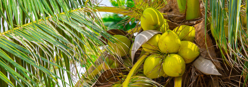 Coconuts on a palm tree. Fruits of coconuts grow on a tree. Harvest of tropical fruits.