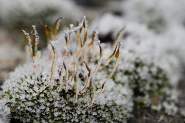Macro photography of a ice crystals on a moss