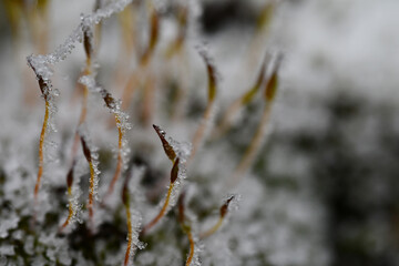 Macro photography of a ice crystals on a moss