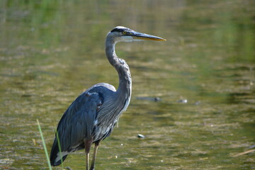great blue heron