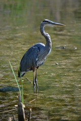 great blue heron
