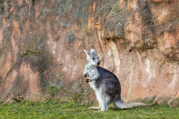 Eastern mountain kangaroo - Macropus robustus robustus on a green meadow