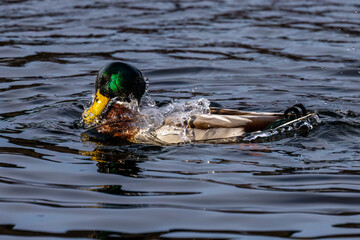 Close up of a Drake Mallard (Anas platyrhynchos) submerging his head under water.
