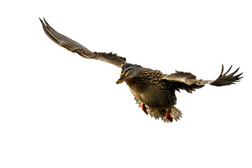 Mallard duck  hen (Anas platyrhynchos) landing with wings spread. Blurred background, copy space.
