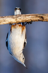 White-breasted nuthatch (Sitta carolinensis) hanging from a tree branch during fall in Wisconsin. Selective focus, background blur and foreground blur.
