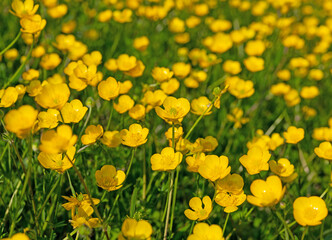 Scharfer Hahnenfuß, Ranunculus acris, im Frühling