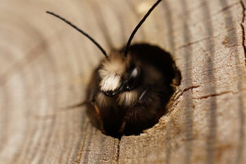 Closeup on a male horned mason bee, Osmia cornuta, peeking out of the nest from a bee hotel