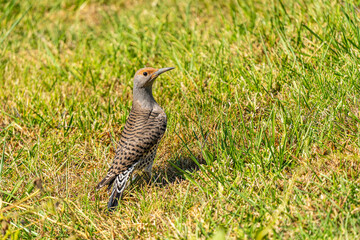 norther flicker in the grass