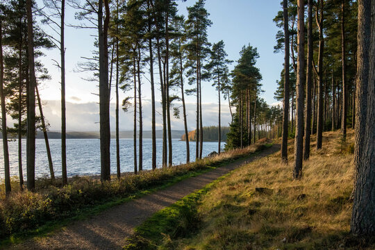 Woodland trail by Kielder water