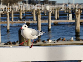 Seagull on wood