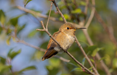 hummingbird