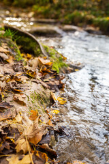 leaves and moss at riverbank with small creek in blurred background in autumn near Bad Urach