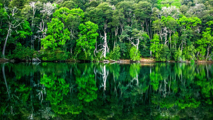 reflection of trees in water