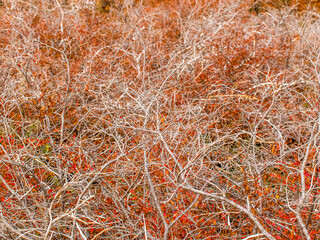 grass in the autumn