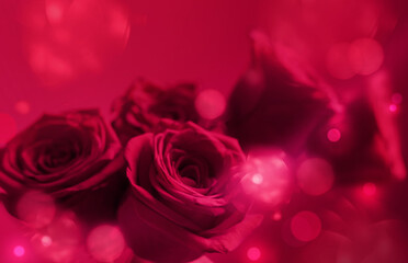 pink roses on purple background close up, color of the year 2023