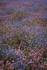 flowers in the field