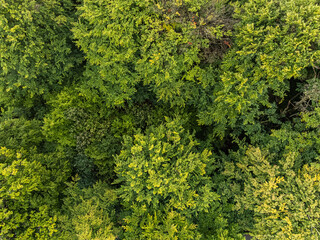 Aerial photo of a forest with green trees. Usable as background with space for text