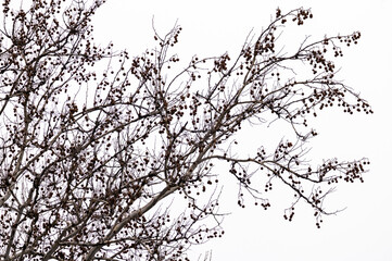 Seeds of sycamore tree