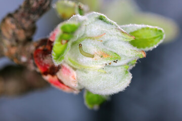 Winter moth (Operophtera brumata) and apple blossom damaged by a caterpillar. Winter moth is an...