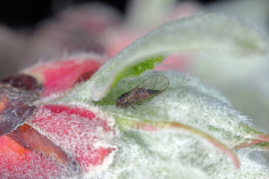 Cacopsylla melanoneura is an insect of the Psyllidae family. The pest of apple trees and is considered the main vector of the phytoplasma disease. 