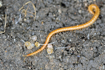 Centipede, Geophilidae, Geophilus proximus in soil, macro photo.