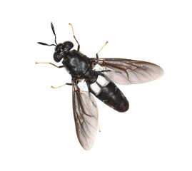 Black soldier fly species Hermetia illucens in high definition with extreme focus. Isolated on...