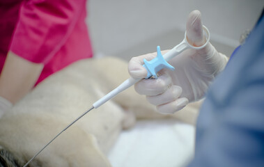 The assistant's hand in a surgical glove holds endoscopic biopsy forceps. The assistant is ready at the command of the veterinary surgeon to perform a biopsy with endoscopic forceps on the dog.