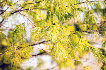 Needles of eastern white pine