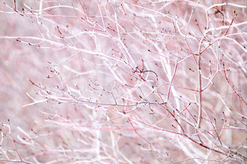 Branches of cherry tree in winter