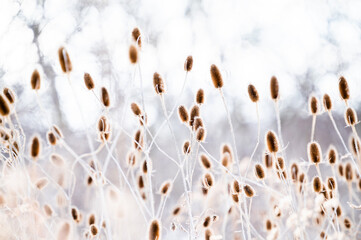 Spiky seed cones of plant in winter