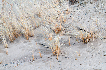 Dry dune grass in the sand, Lake Huron