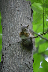 squirrel in forest