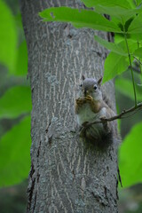 squirrel in forest