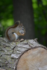 squirrel in forest