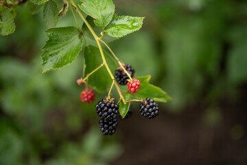 Black raspberry wild growing berries ripening near the forest, closeup