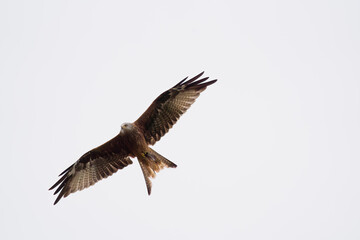 Obraz premium Red kite