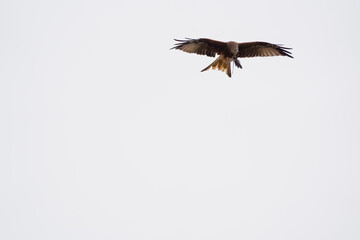 Red kite