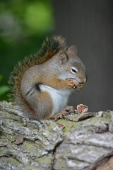 squirrel in forest