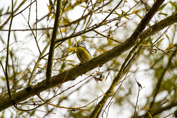Blue Tit