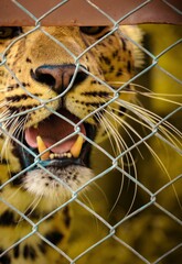 tigre en baya electrica
tiger in electric berry