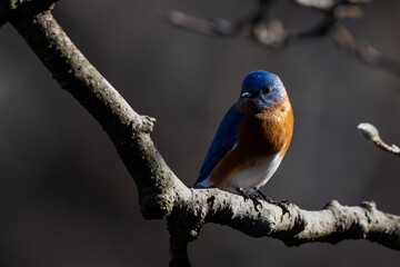 Bluebird on a branch