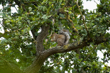 Grey Squirrel