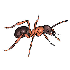 Ant isolated on white cartoon vector background.