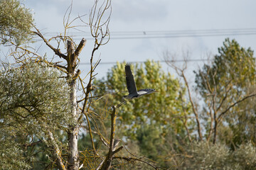 Heron