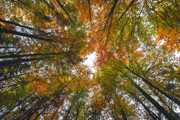 Herbstwald Landschaft in Froschperspektive mit Laubbäumen und herbstlich bunten Blätter unter...