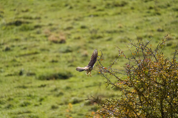 Kestrel