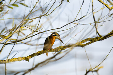 Kingfisher