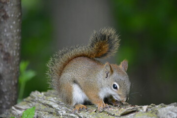 squirrel in forest