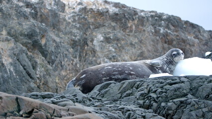 Crabeater seal (Lobodon carcinophaga) lying on a rock, in the snow, at Kinnes Cove, Joinville Island, Antarctica