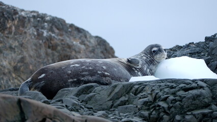 Crabeater seal (Lobodon carcinophaga) lying on a rock, in the snow, at Kinnes Cove, Joinville Island, Antarctica